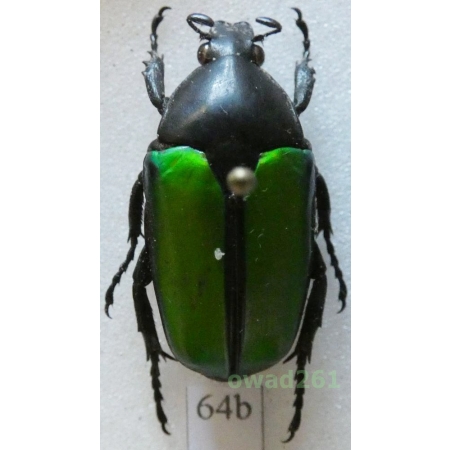 Caelorrhina relucens (Bates, 1881) 25mm Tanzania64b